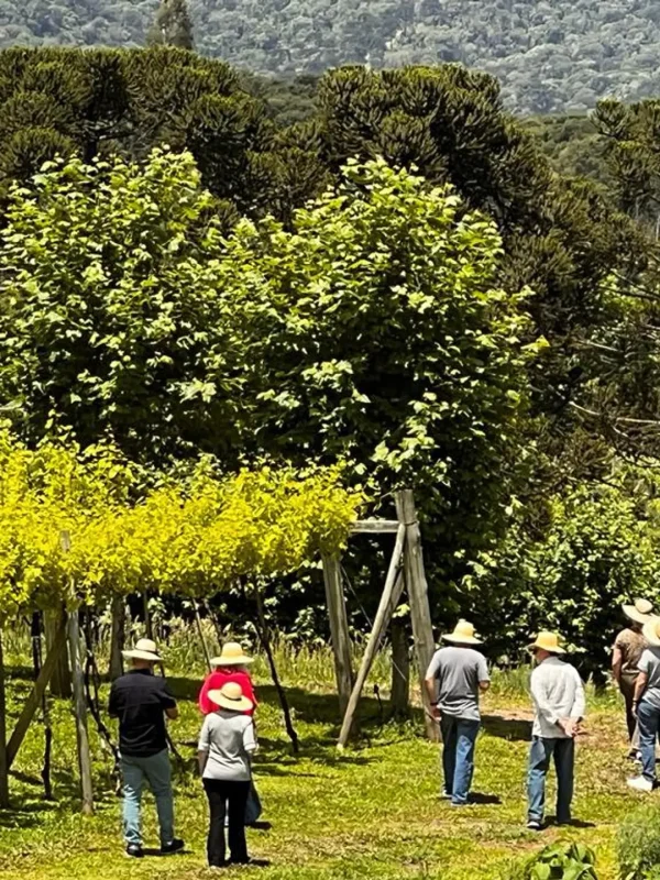 large_Tour_Guiado_e_Almoco_na_Vinicola_Serra_do_Sol_3_07d04c4f92