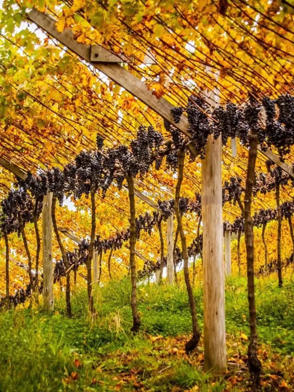 large_vinicola_serra_do_sol_3_cde04a6d38